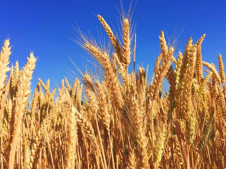 Wheat commodity product in a field under a blue sky